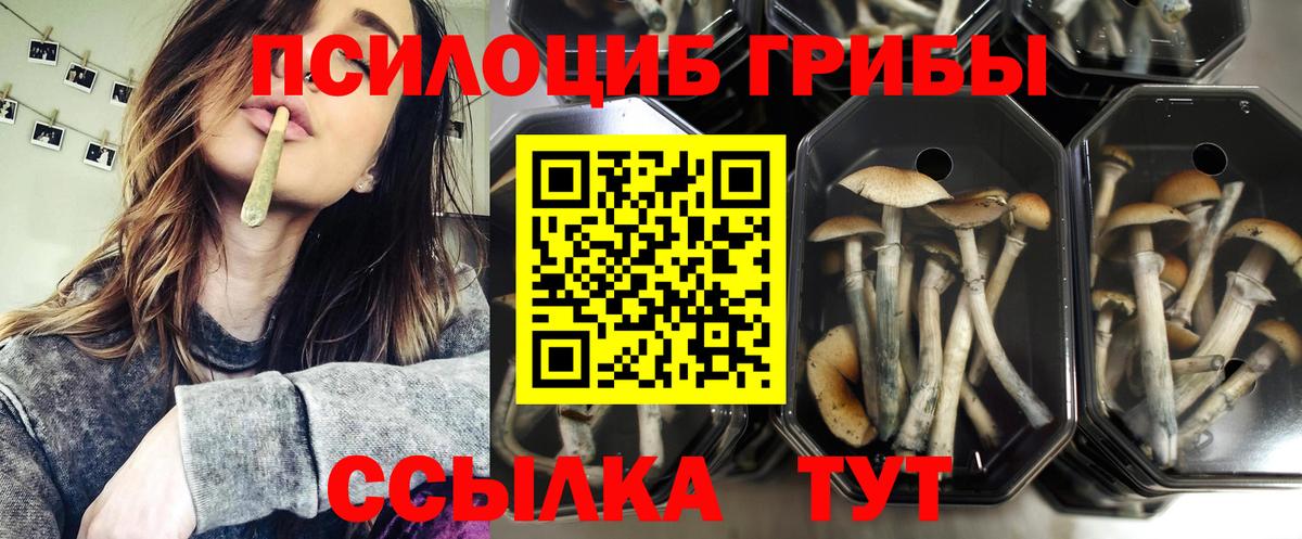 Псилоцибиновые грибы Psilocybe Кострома